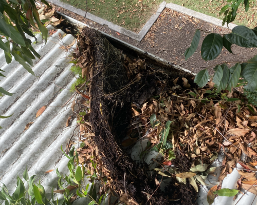 gutter cleaning
